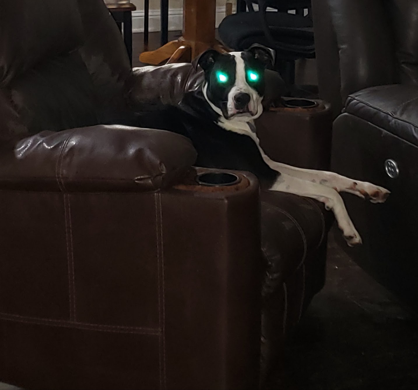 Batman, the Bat Terrier, brooding heroically